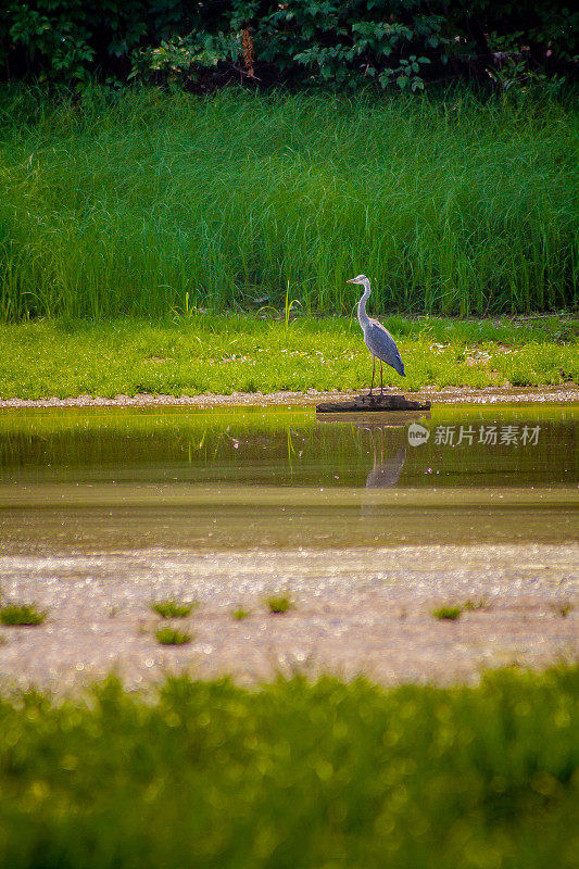 苍鹭，Ardea cinerea，站在圆木上